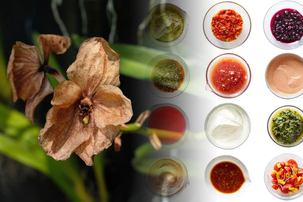 Condimentul din bucatarie care salveaza orhideea ofilita. Va inflori spectaculos in casa