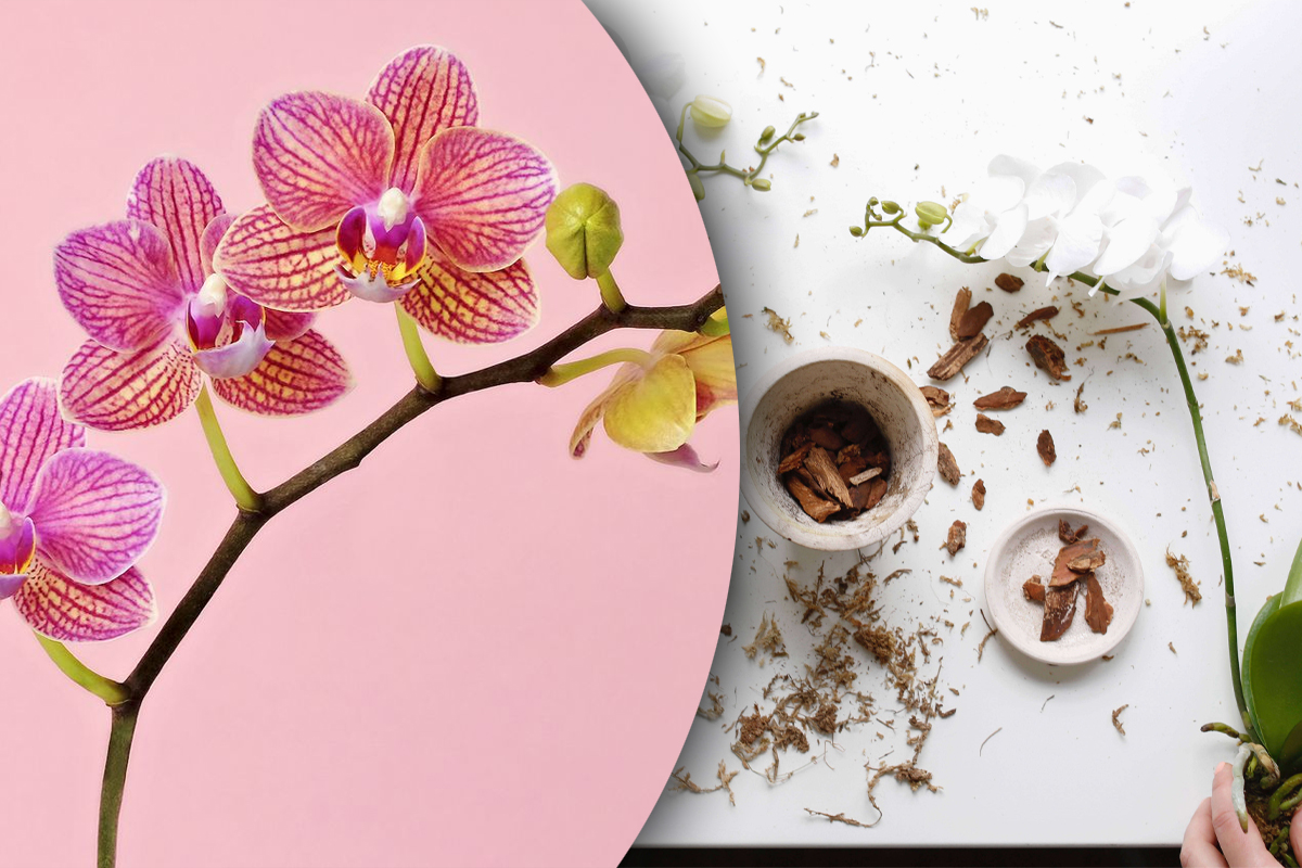 Cum muți orhideea înflorită fără să se ofilească
