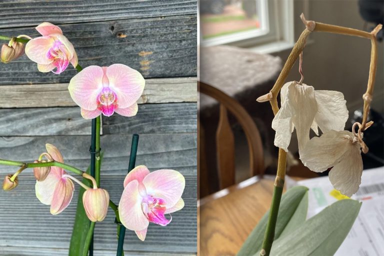 Cum să salvezi o orhidee aproape ofilită. Trucul care o poate readuce la viață în 5 minute