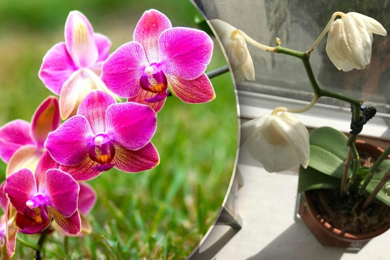 Cum salvezi o orhidee ofilită. Trucul extraordinar care o readuce la viață