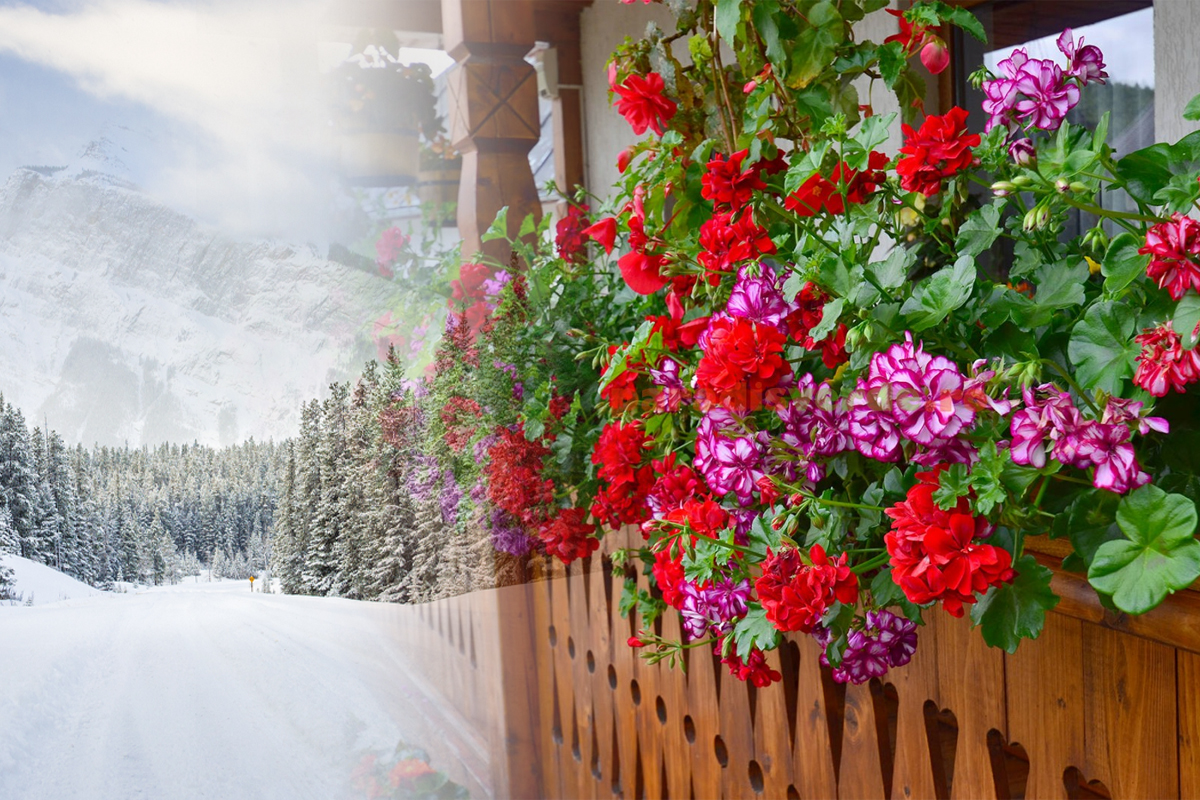 Pana la ce temperatura rezista muscatele afara.