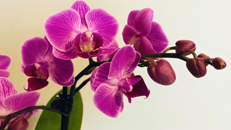 Cum se udă corect orhideea. Ai procedat total greșit. Așa va înflori cât mai mult posibil