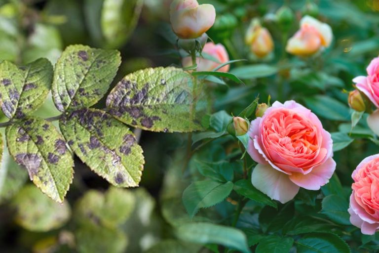 De ce apar pete negre pe frunzele trandafirilor. Cum le poți trata, metoda care îți scapă florile preferate de boală