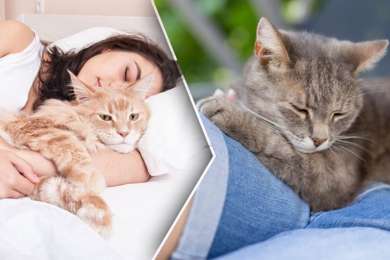 De ce pisica doarme pe tine. 5 motive ascunse care te vor face să o iubești și mai mult