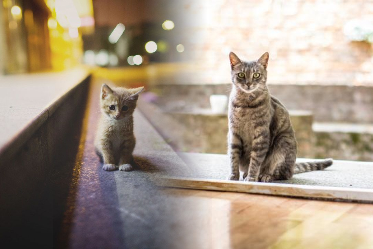 De ce pisicile pleacă de acasă