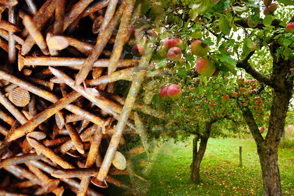 De ce să bați cuie ruginite în pomii fructiferi din curte. Secretul de top al experților, ajută mai mult decât ai fi crezut