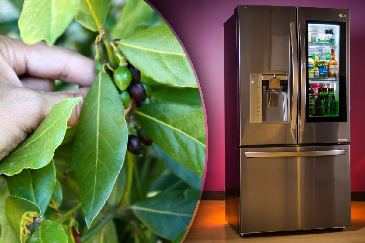 De ce sa pui frunze de dafin in frigider