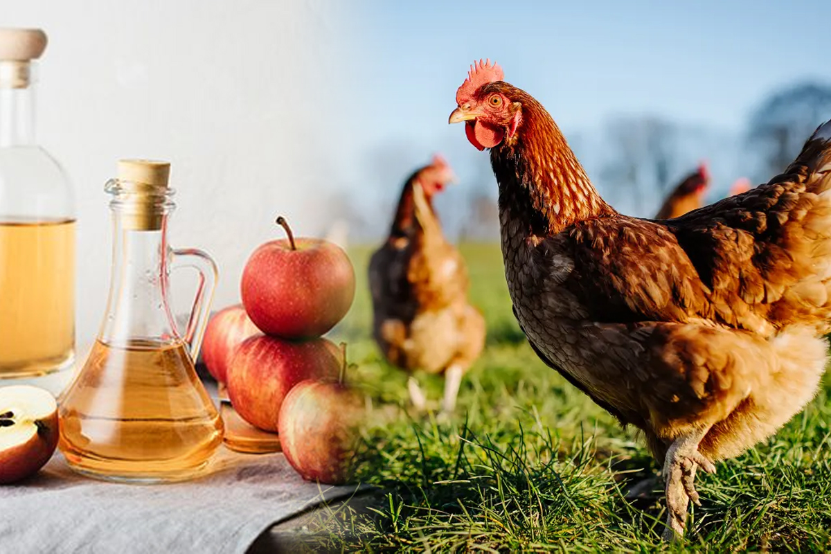 De ce sa torni otet de mare in apa gainilor. Secretul gospodarilor de la tara e de mare ajutor