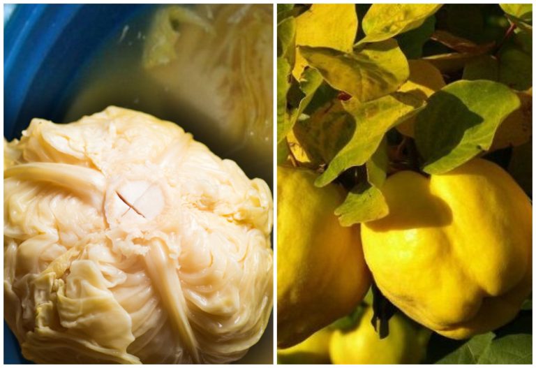 De ce se pun gutui la varza murată. Trucul din bătrâni care o face delicioasă, doar așa vei proceda de acum încolo