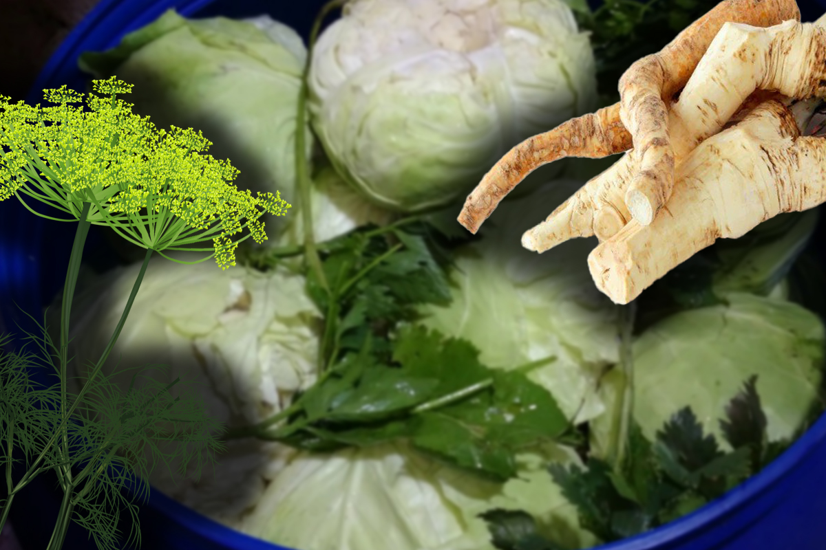 De ce se pune hrean în varza murată