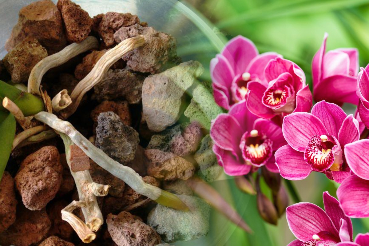 De ce se usuca radacinile la orhidee