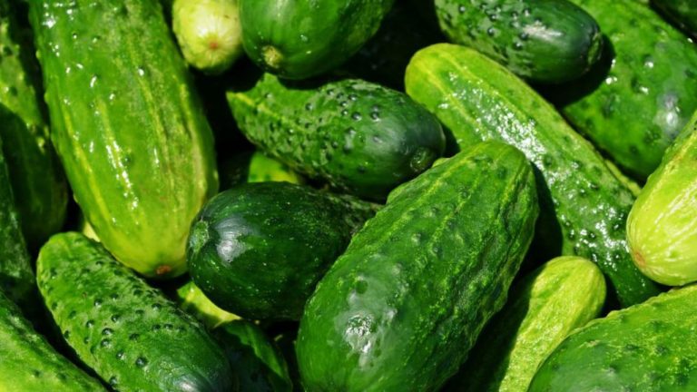 Cum să păstrezi castraveții proaspeți mai mult timp. 4 metode de mare ajutor