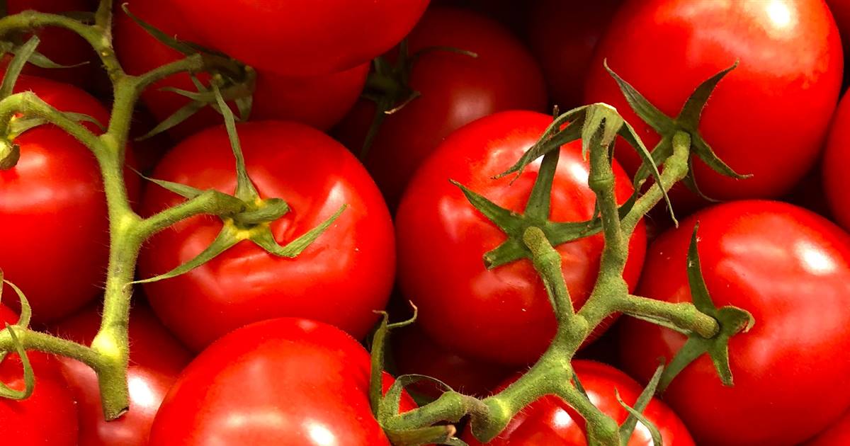 Depozitarea roșiilor