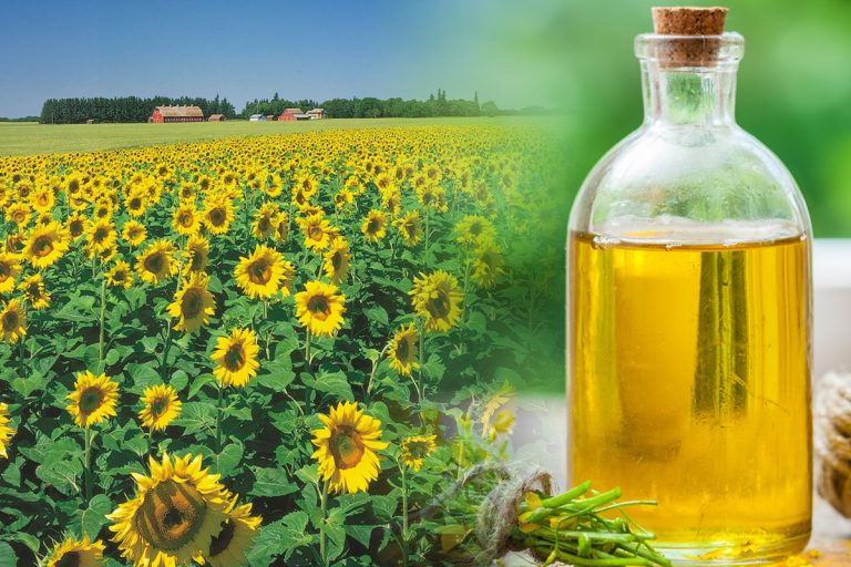 Din câte kilograme de floarea soarelui se face 1 litru de ulei. Puțini știu asta