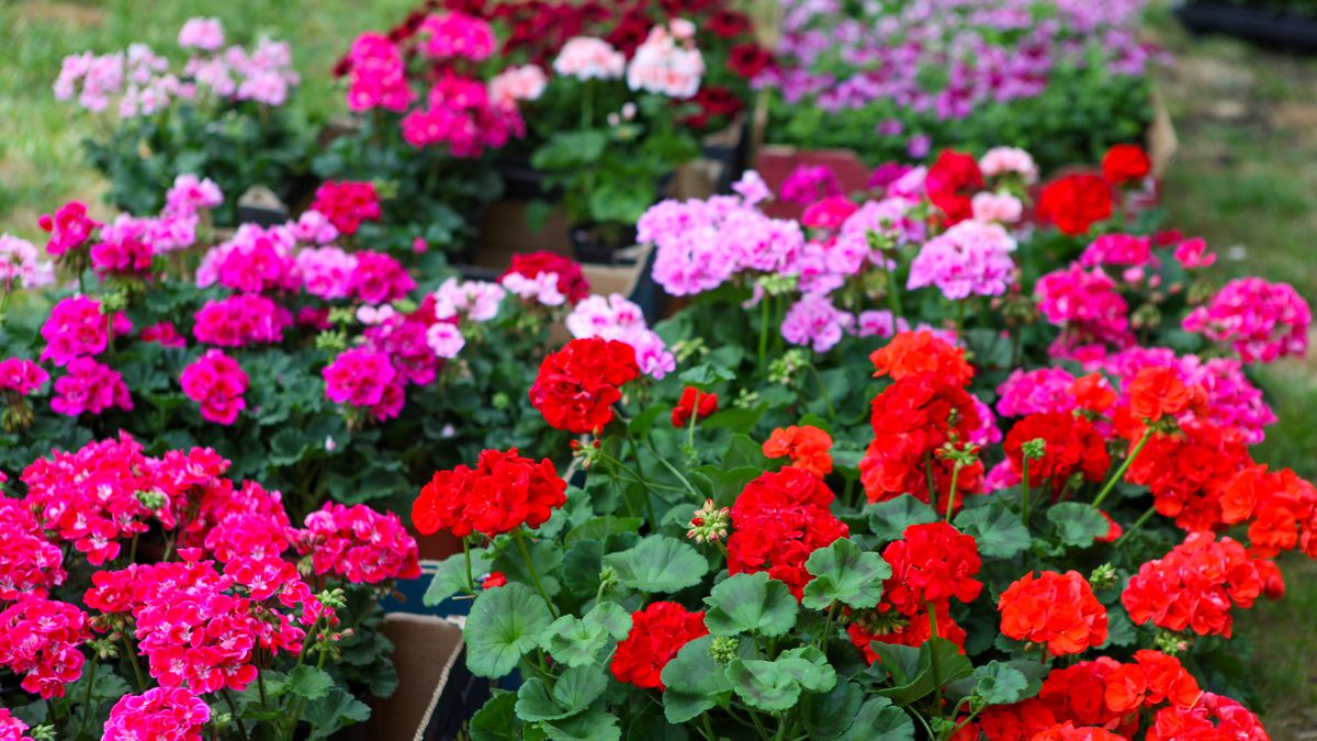 Fertilizant eficient pentru mușcate