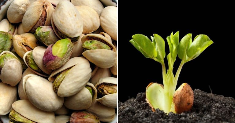 De ce să pui fistic în ghiveciul de flori. Bucură-te din plin de magia care va urma