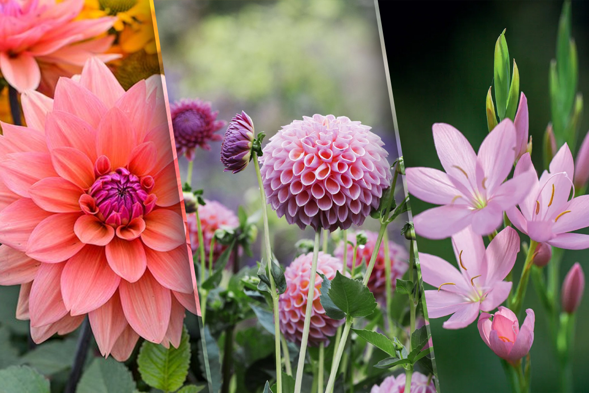 Flori de toamna care rezista la frig