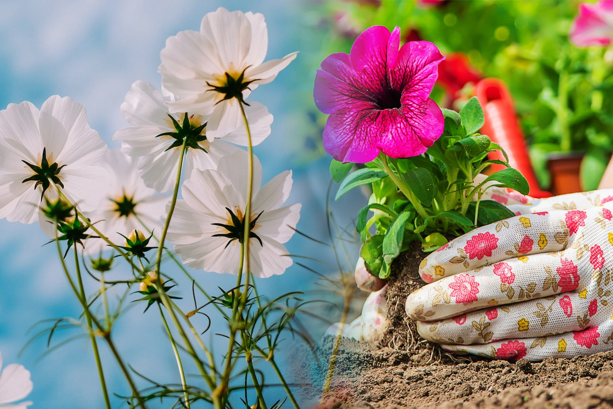 Florile superbe pe care sa le plantezi toamna in gradina sau pe balcon. Vor înflori abundent