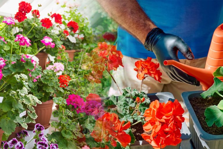 La cât timp se udă mușcatele toamna. Secretul pentru a te bucura de flori frumoase, toți te vor invidia pentru balconul tău