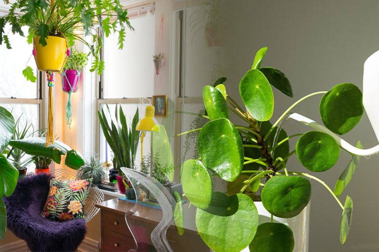 La cât timp se udă plantele de apartament toamna. Secretul experților pentru flori frumoase