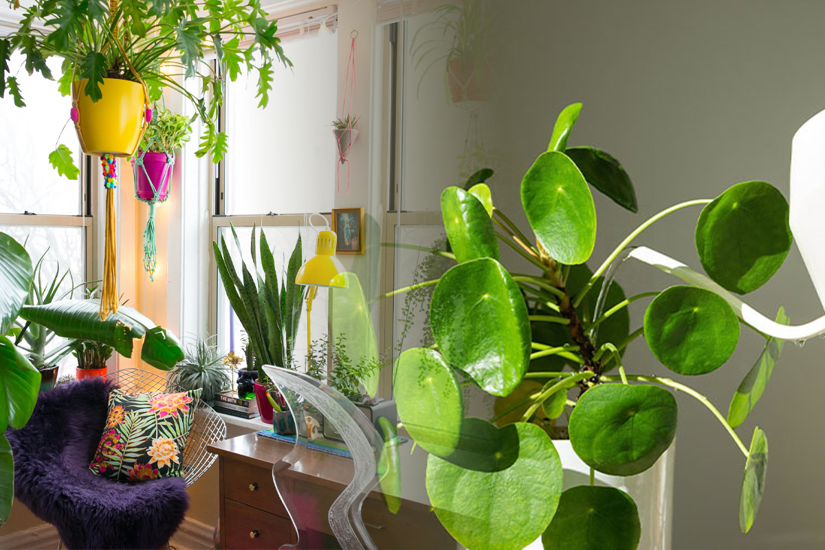 La cat timp se uda plantele de apartament toamna. Secretul expertilor pentru flori frumoase