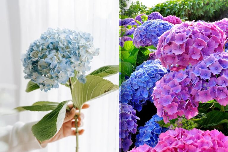 Locul din casă în care să pui hortensia. Așa atragi fericirea și dragostea adevărată