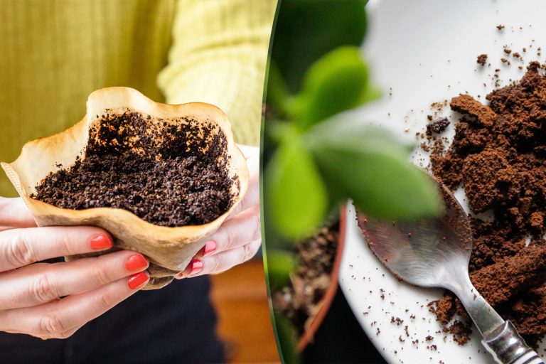 Nu mai arunca zațul de cafea la gunoi. Este o comoară pentru orice gospodină, sigur ți-ai fi dorit să știi asta