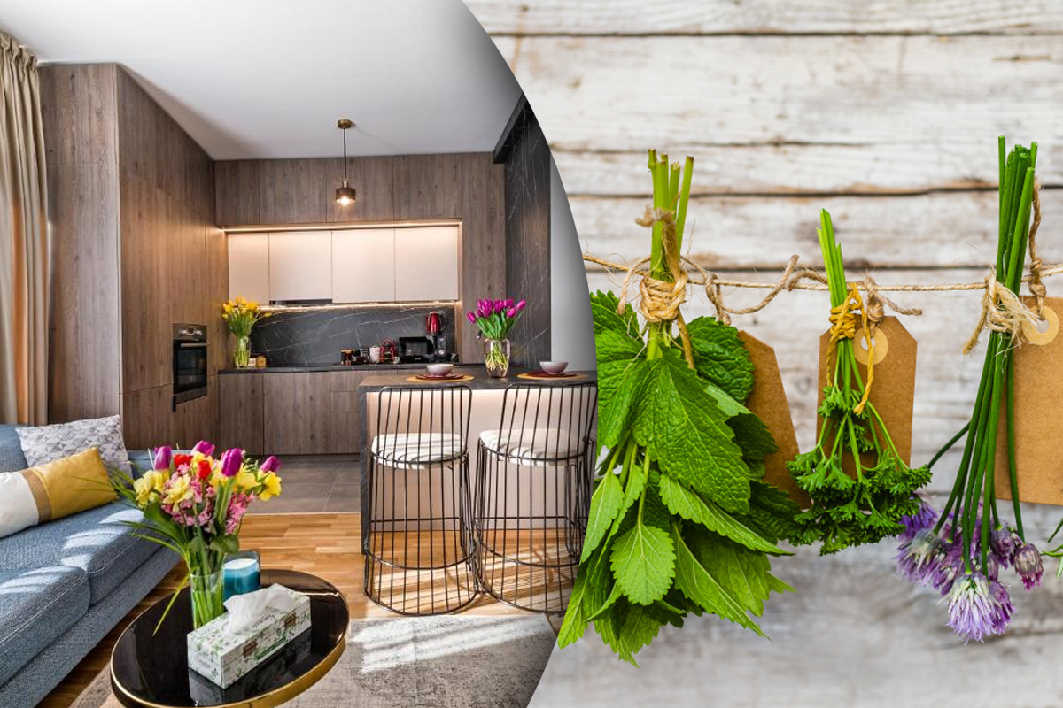 Planta aromata pe care sa o ai neaparat in casa