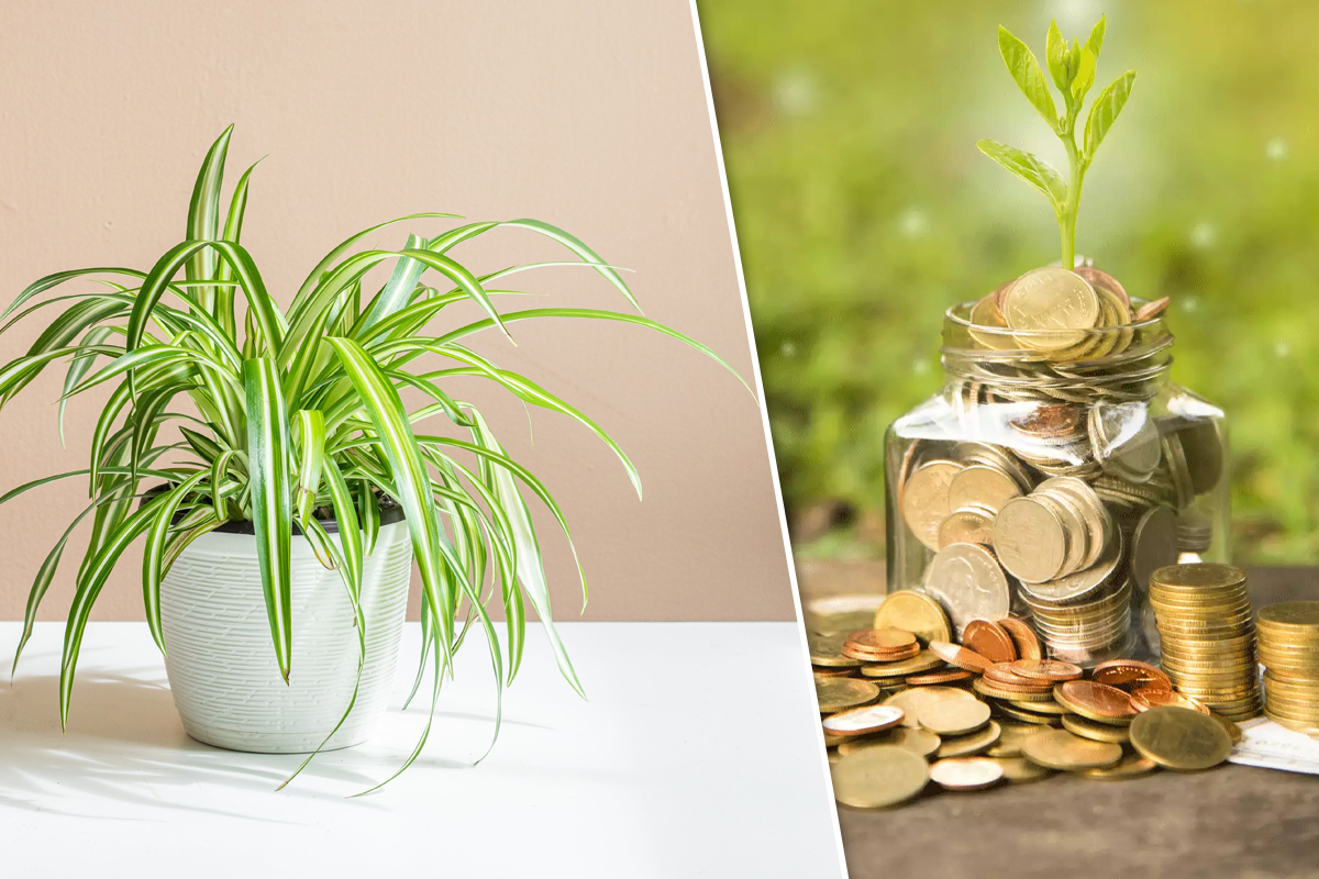 Locul din casă în care trebuie să așezi copacul banilor