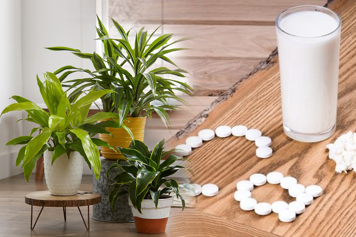 Planta din bucatarie care are mai mult calciu decat laptele. E aur curat, putini stiu