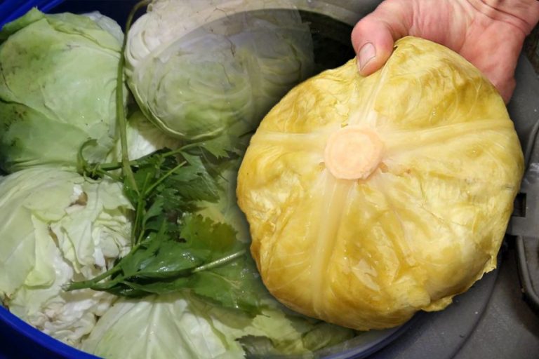 Planta pe care să o adaugi în butoiul cu varză murată ca să rămână crocantă toată iarna. Gospodarii iscusiți o folosesc de ani buni