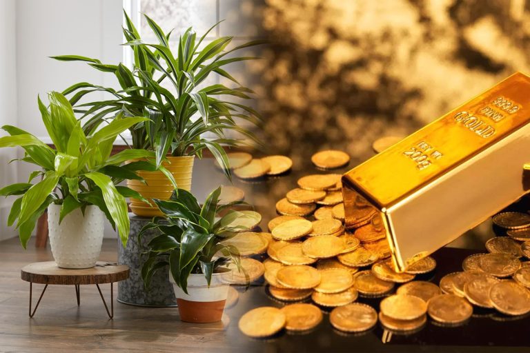 Planta pe care să o ai în casă, în septembrie, pentru a atrage banii. Norocul nu te va mai părăsi niciodată