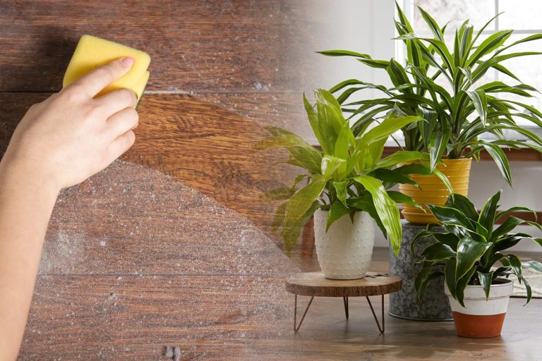 Plantele care aspiră praful din casă. Vei avea mereu un aer curat