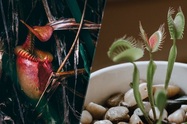 Plantele care atrag numai pagubă în casă. De asta nu ai spor la bani, scapă imediat de ele