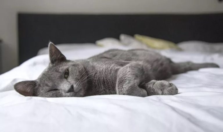 Semnele că pisica te iubește cu adevărat. 5 gesturi prin care își arată afecțiunea