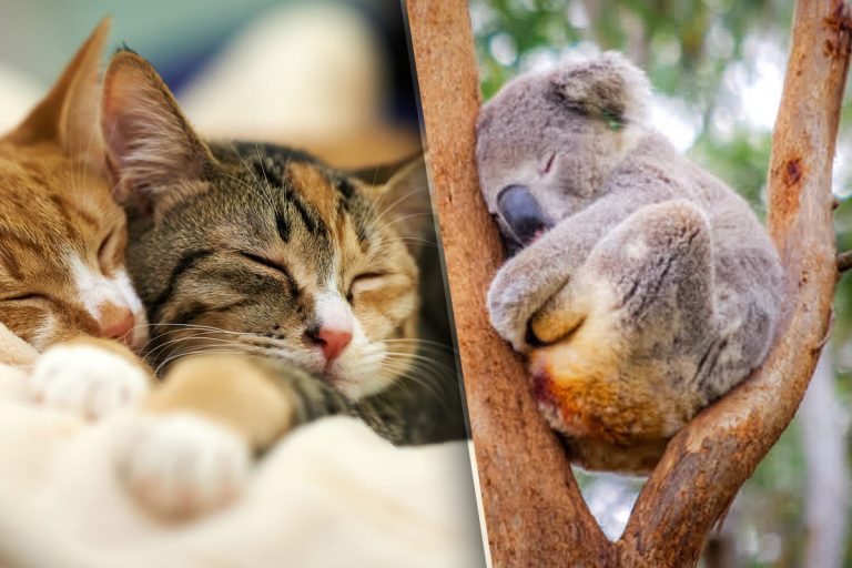 Singurul animal din lume care doarme 3 ani. Are un stil de viață unic. Îl ghicești?