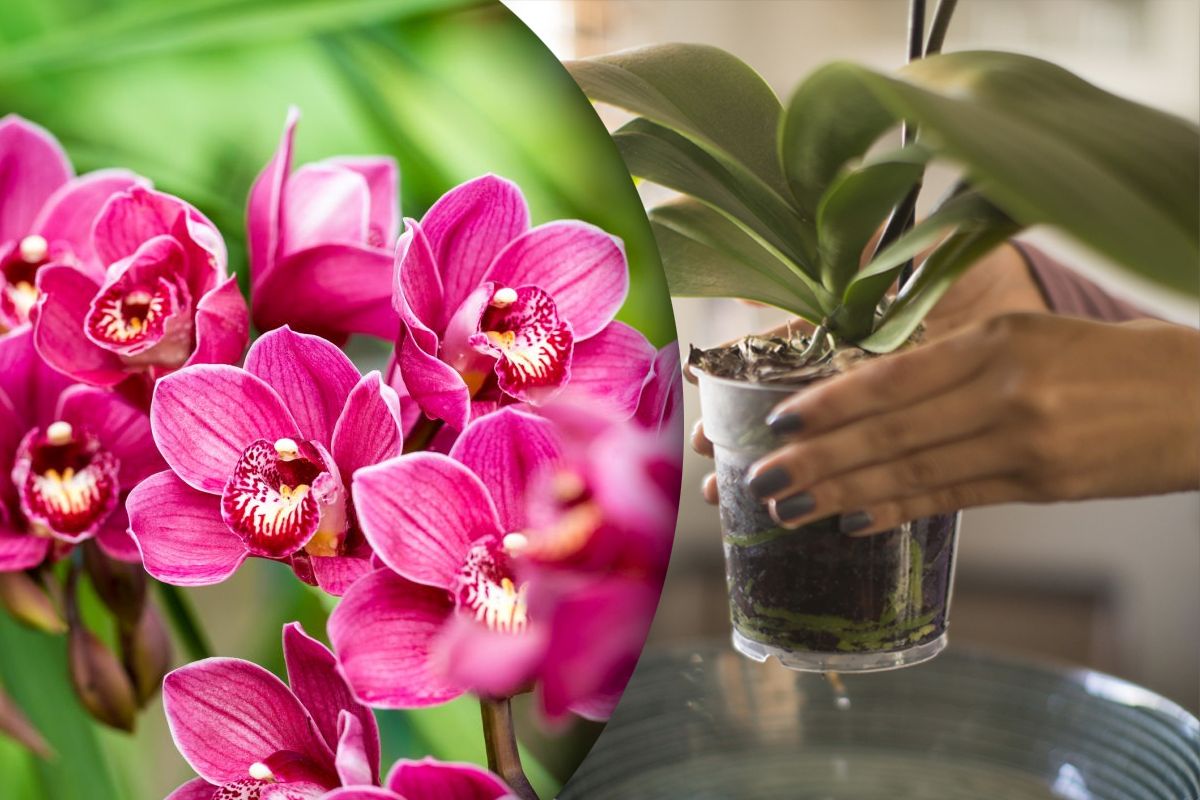 Soluția minune care îți umple orhideea de flori colorate. Ce să pui, de fapt, la rădăcină pentru efecte uimitoare
