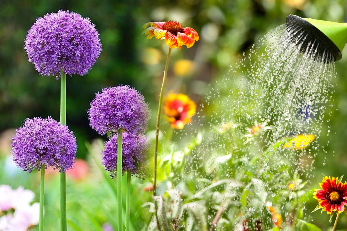 Stropeste plantele cu aceasta solutie o data la doua zile. Gradinarii adevarati doar asa fac, motivul e uluitor
