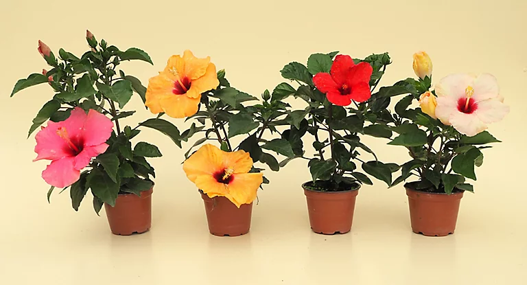 De ce nu înflorește trandafirul japonez. Ce trebuie să faci pentru a se umple de flori