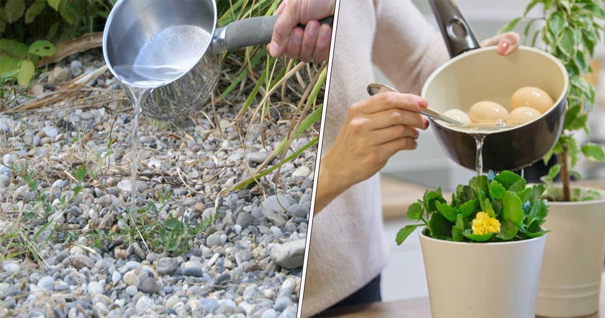 Truc banal pentru stimularea plantelor