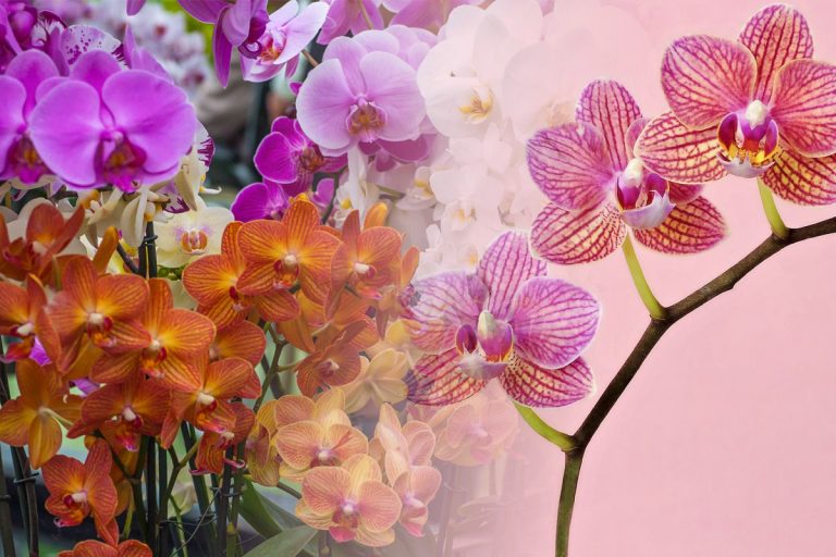 Trucul care ajută orhideele să înflorească spectaculos. Ce trebuie să aplici de fapt pe frunzele lor, rezultatul e fabulos