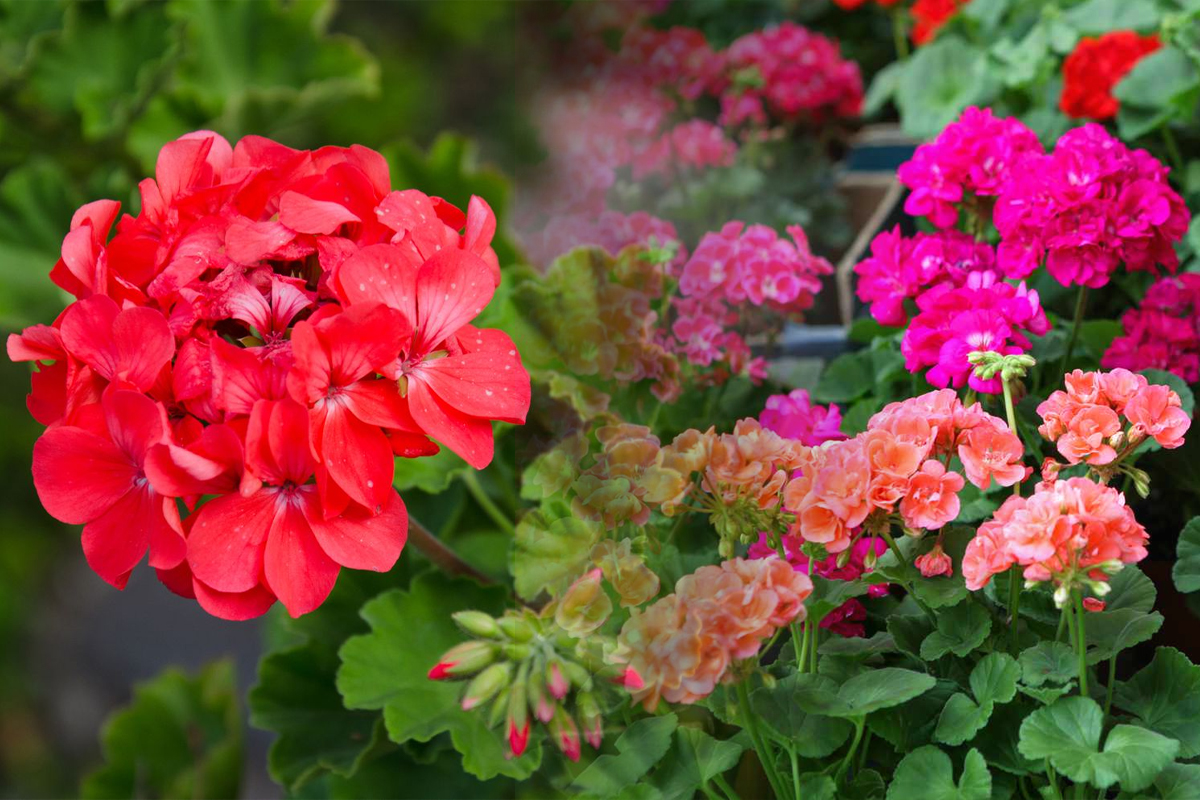 Trucuri pentru inflorirea muscatelor. Care este cel mai bun loc pentru a aseza ghiveciul, secretul pentru a avea flori superbe