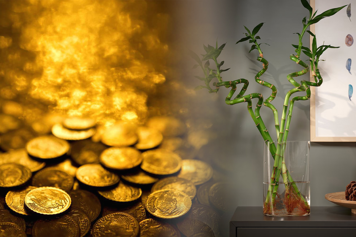 Unde e bine să pui bambusul în casă