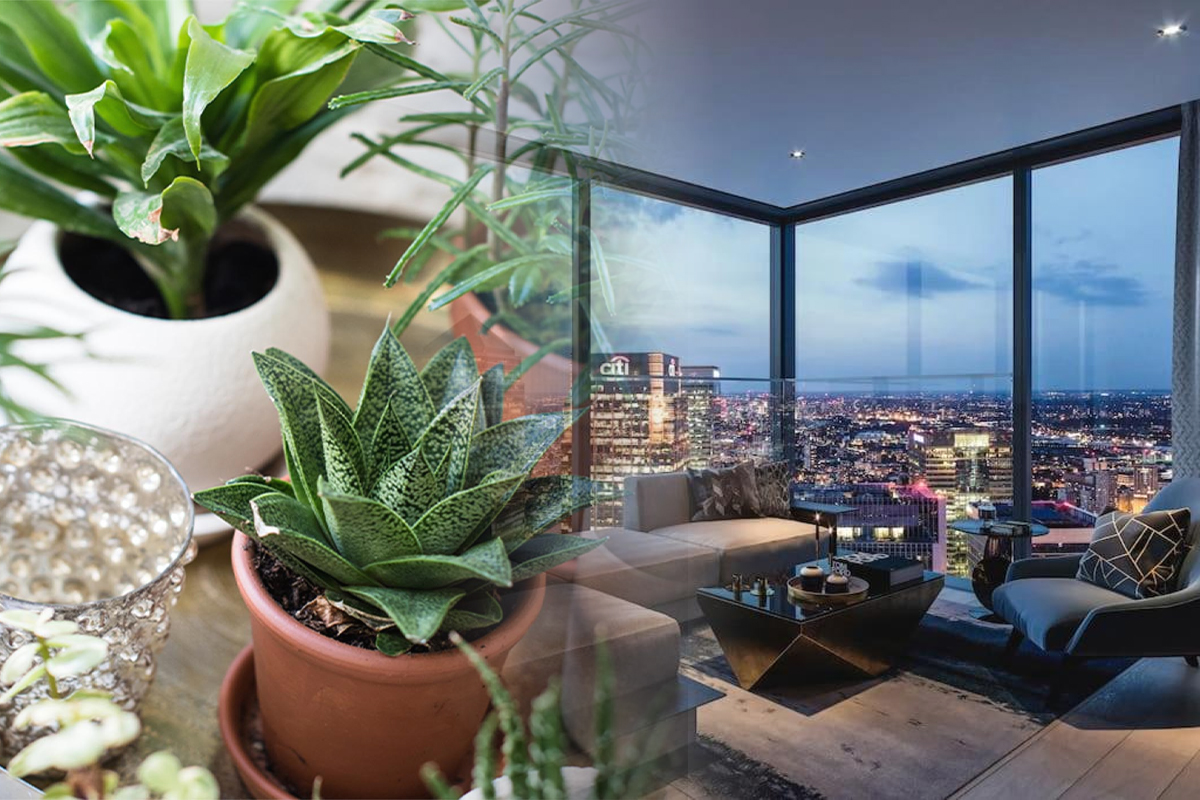 Unde sa tii, de fapt, plantele ca sa creasca repede si spectaculos