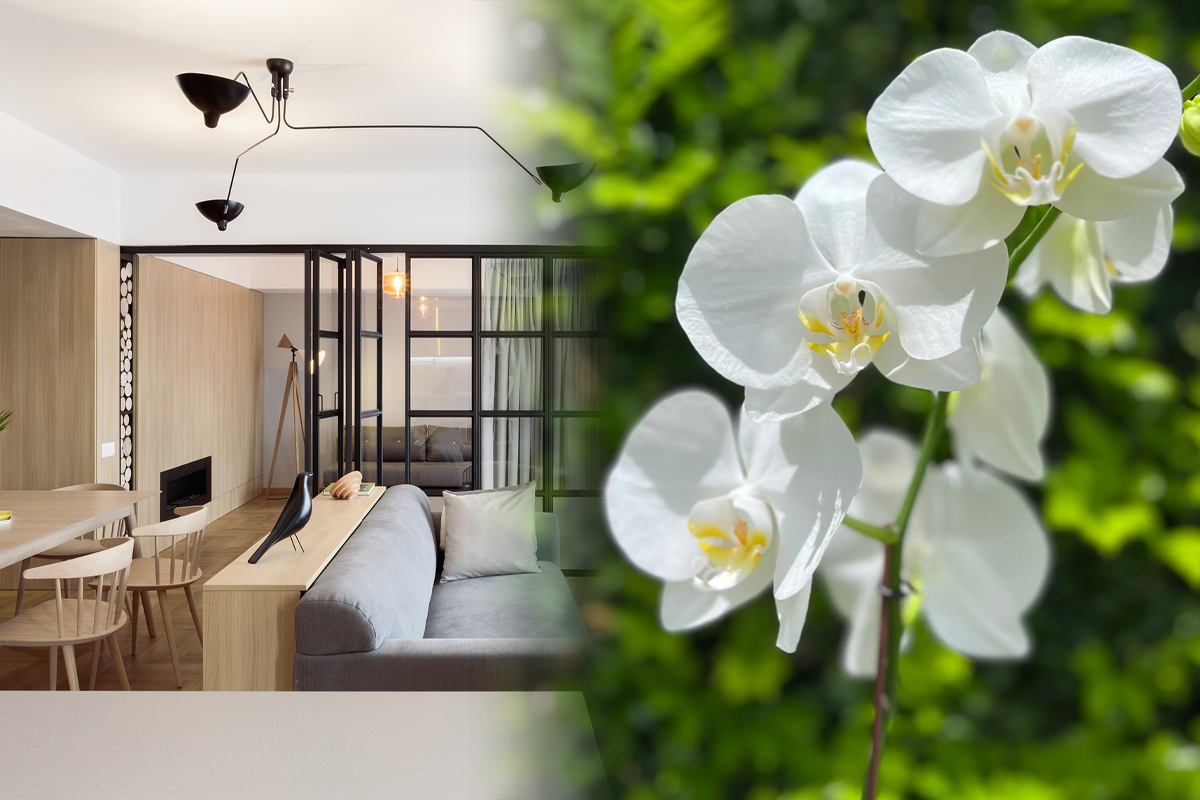 Unde sa tii orhideea ca sa-ti mearga bine in casa. Asa atragi banii si protectia divina