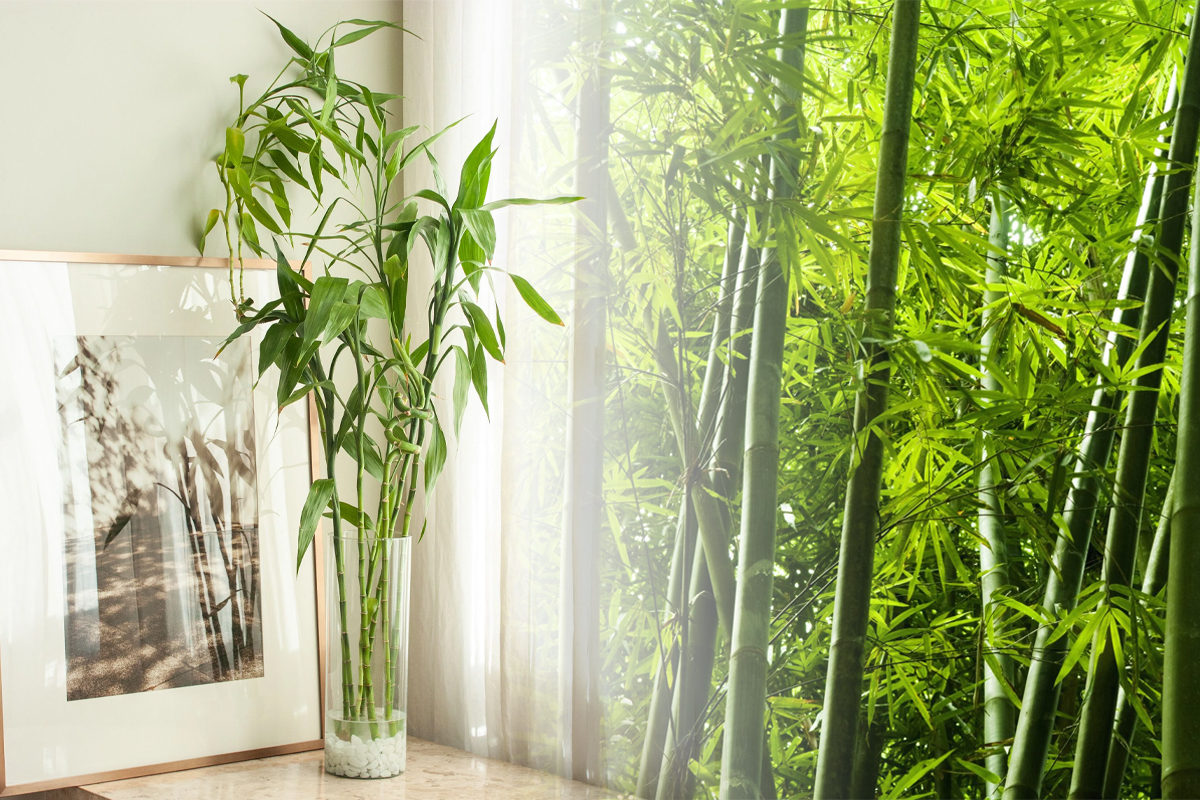 Unde se tine bambusul in casa. Tot ce trebuie sa stii despre planta care atrage norocul, cum se ingrijeste corect de fapt