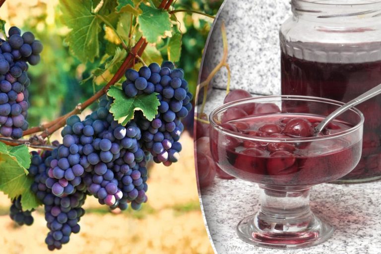 Cât se fierbe compotul de struguri. Cât zahăr se pune. Rețeta pentru a obține cel mai bun compot