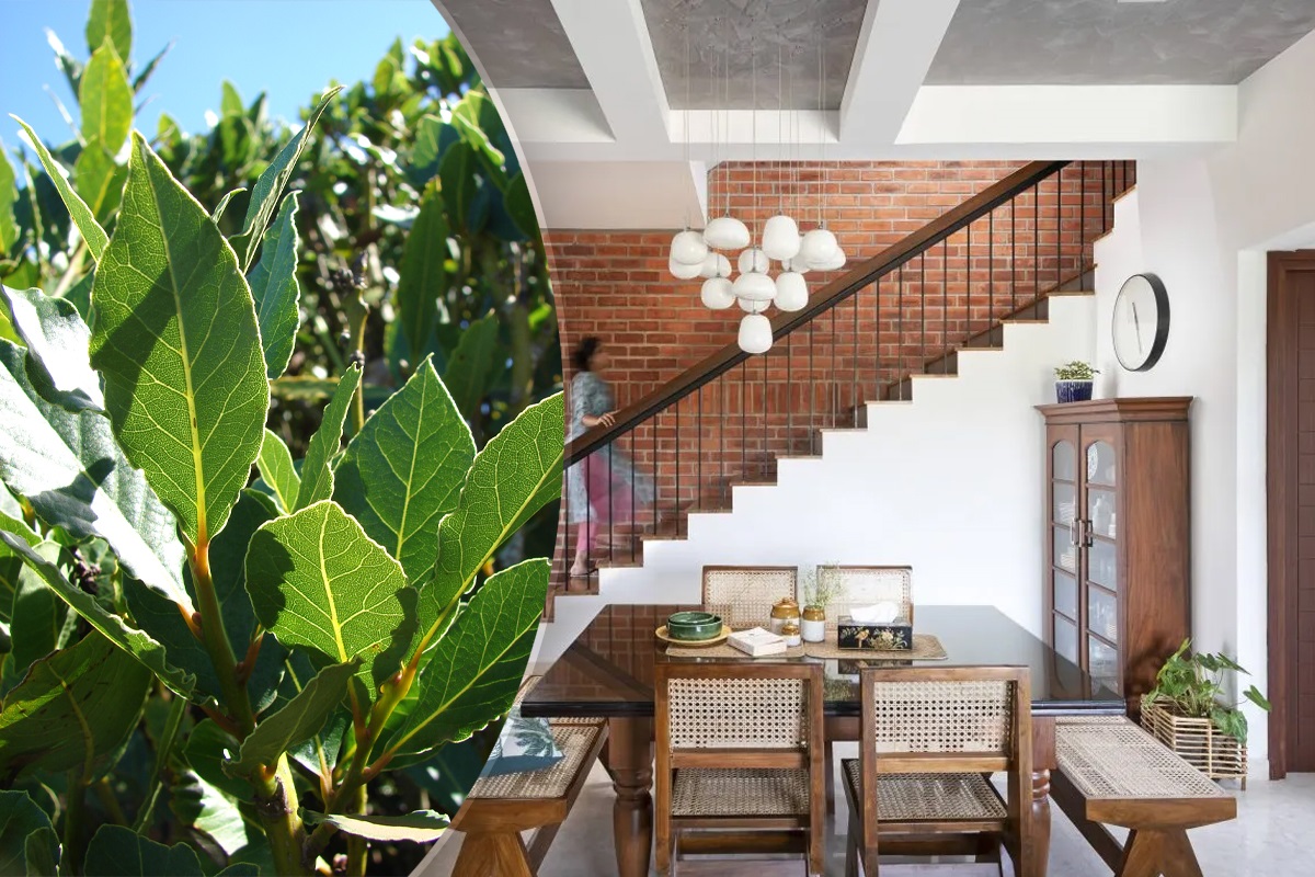 Cele 3 locuri din casa in care trebuie sa ascunzi frunze de dafin.