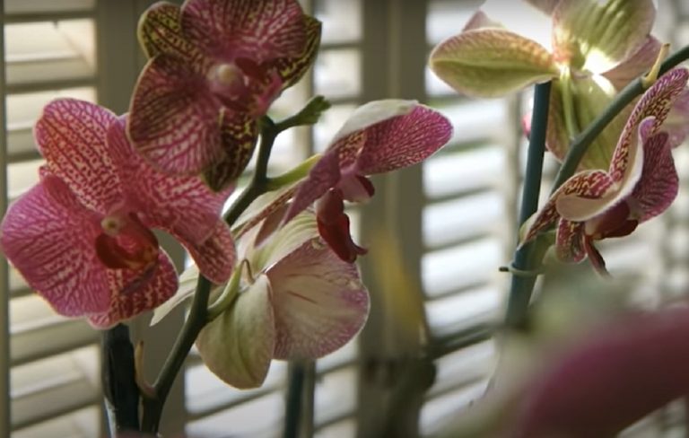 Nu mai ține orhideea în casă. Mulți nu știu acest detaliu important. Ce efecte are, de fapt