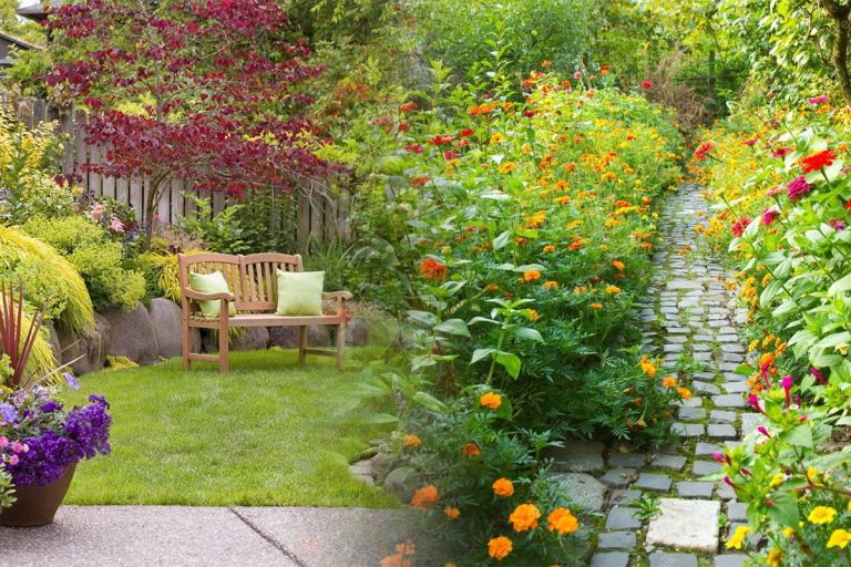 4 flori pe care să le plantezi toamna în grădină. Vor înflori spectaculos la primăvară